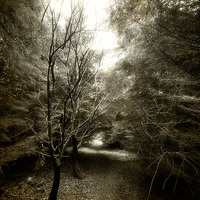 Buy canvas prints of Forester Path by Fraser Hetherington