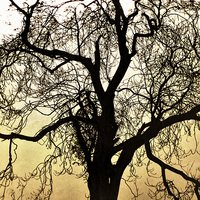 Buy canvas prints of Silhouetted Tree by Fraser Hetherington