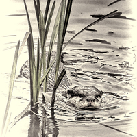 Buy canvas prints of River Otter by Fraser Hetherington