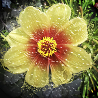 Buy canvas prints of Splishy Splashy Flower by Fraser Hetherington