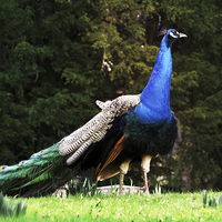 Buy canvas prints of Proud Peacock by Fraser Hetherington