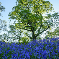 Buy canvas prints of Bluebell Woods by Fraser Hetherington