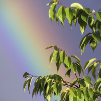Buy canvas prints of Rainbow Tree by Fraser Hetherington