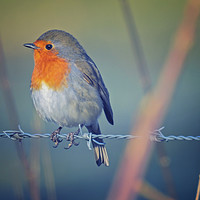 Buy canvas prints of Robin on the Wire by Fraser Hetherington
