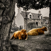 Buy canvas prints of Plocky Coos by Fraser Hetherington