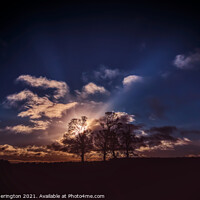 Buy canvas prints of Four Broxden Trees  by Fraser Hetherington