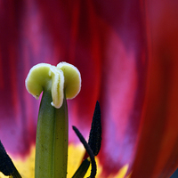 Buy canvas prints of  Tulip Interior  by Matt Durrance
