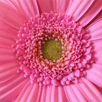 Buy canvas prints of Gerbera pink flower by Charlotte Anderson