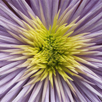 Buy canvas prints of Crystal fountain spikey petals flower by Charlotte Anderson