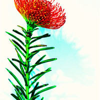 Buy canvas prints of Red spikey flower pin cushion by Charlotte Anderson