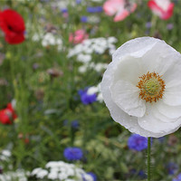 Buy canvas prints of White poppy wild flower garden by Charlotte Anderson