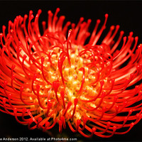 Buy canvas prints of Red spikey pin cushion flower by Charlotte Anderson