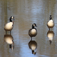 Buy canvas prints of Uncooperative Canada geese by Charlotte Anderson