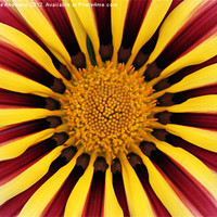 Buy canvas prints of Gazania striped flower red yellow by Charlotte Anderson