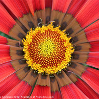 Buy canvas prints of Red gazania flower yellow center by Charlotte Anderson
