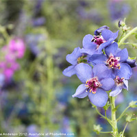 Buy canvas prints of Blue and purple flowers by Charlotte Anderson