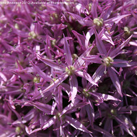 Buy canvas prints of Allium tiny purple flowers by Charlotte Anderson