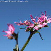 Buy canvas prints of Lychnis pink flowers by Charlotte Anderson