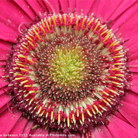 Buy canvas prints of Lots of pinks!  Flower by Charlotte Anderson