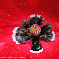 Buy canvas prints of Red poppy in the rain by Charlotte Anderson