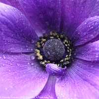 Buy canvas prints of Purple flower in the rain by Charlotte Anderson