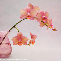 Buy canvas prints of Orchids in a Pink Vase by Ann Garrett