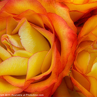 Buy canvas prints of Twin Yellow Roses by Ann Garrett