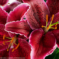 Buy canvas prints of Oriental Lilies by Ann Garrett