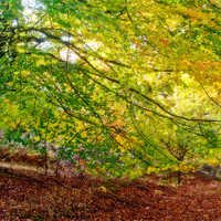 Buy canvas prints of Autumn Colours by Ann Garrett