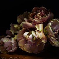 Buy canvas prints of Tulips In The Sun by Ann Garrett