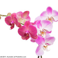 Buy canvas prints of Pink Orchids On White by Ann Garrett