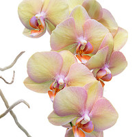 Buy canvas prints of Yellow Orchids by Ann Garrett