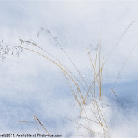 Buy canvas prints of Grass in the Snow by Ann Garrett