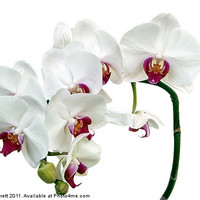 Buy canvas prints of White Orchids by Ann Garrett