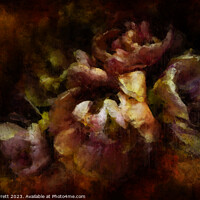 Buy canvas prints of Tulips Lost and Found by Ann Garrett