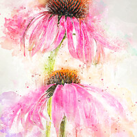 Buy canvas prints of Echinacea Splash by Ann Garrett