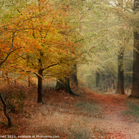 Buy canvas prints of The Mystery of Cannock Chase by Ann Garrett