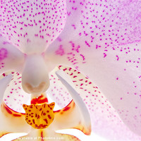 Buy canvas prints of Pink Orchid by Ann Garrett