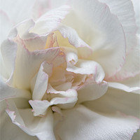 Buy canvas prints of White Carnation by Ann Garrett