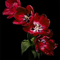 Buy canvas prints of Red Tulips on Black by Ann Garrett