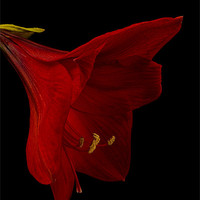 Buy canvas prints of Red Amaryllis - 3 by Ann Garrett