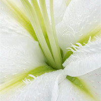 Buy canvas prints of Inside a White Lily by Ann Garrett