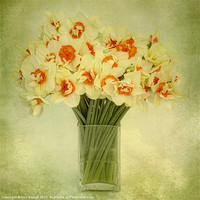 Buy canvas prints of Daffodils in a Vase by Ann Garrett