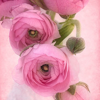 Buy canvas prints of Pink Ranunculus by Ann Garrett