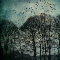 Buy canvas prints of Textured Trees by Ann Garrett