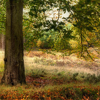 Buy canvas prints of Autumn Woodland by Ann Garrett