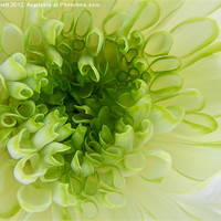Buy canvas prints of White Chrysanthemum by Ann Garrett