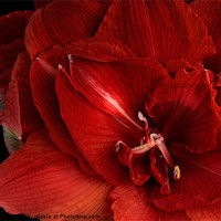 Buy canvas prints of Red Amaryllis by Ann Garrett