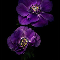 Buy canvas prints of Two Purple Anemones by Ann Garrett