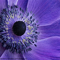 Buy canvas prints of Purple Anemone by Ann Garrett